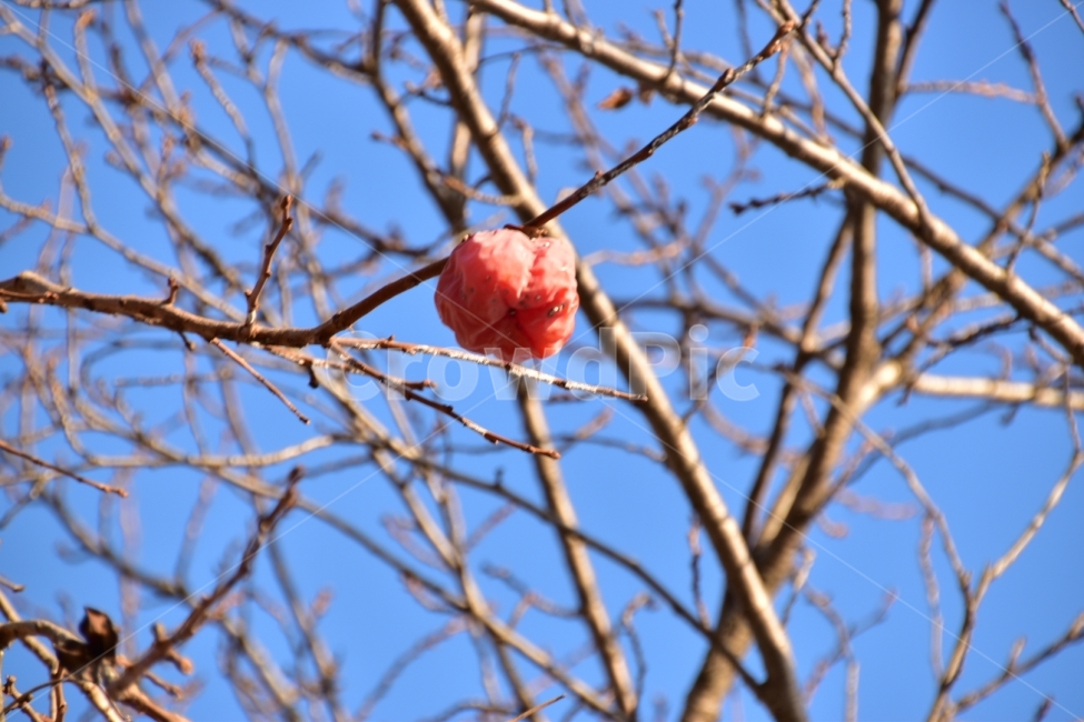 Blackcurrant Rice,persimmon,winter,Hongsi,Red currant rice