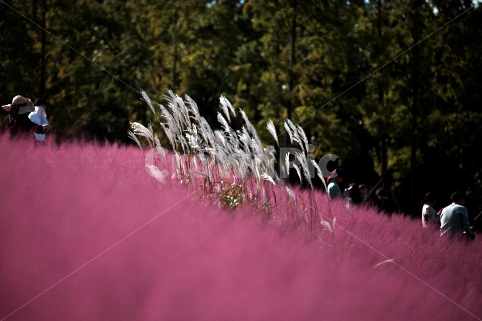 수목원,풍경,식물,잔디,핑크뮬리,나무,자연,풍경,nature,landscape,식물,plants