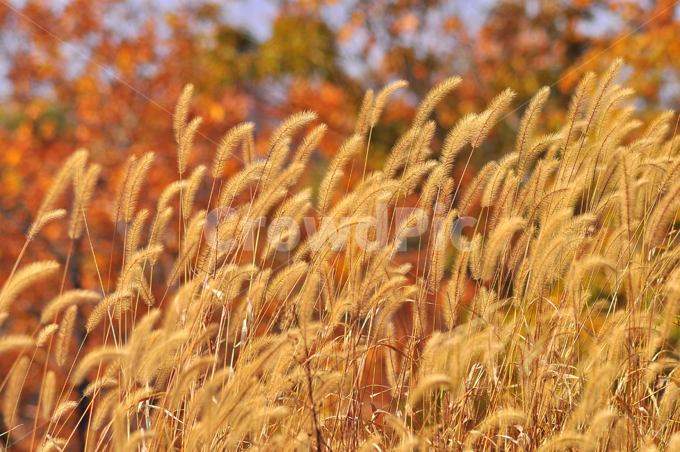 가을,가을꽃,강아지풀,가을분위기,10월,11월,야생화,들풀,들꽃,fall,autumn,가을배경,가을서정,가을색감,배경,flowers,단풍,야외,노랑색,옐로우,yellow,바람,방향,가을바람,시즌,계절,season,가을,계절,fall,autumn,season,plant,식물,grass,잔디,vegetable,야채,grain,곡물,food,음식