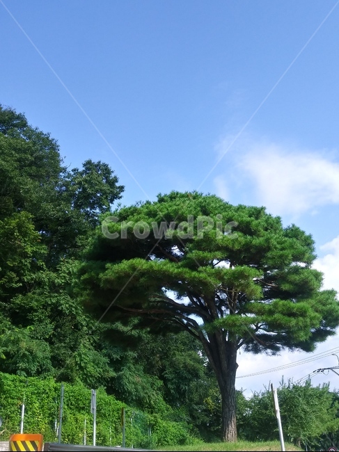나무,plant,하늘,sky,tree,자연,풍경,nature,landscape,식물,plants,나무,trees,wood,tree trunk,나무 줄기