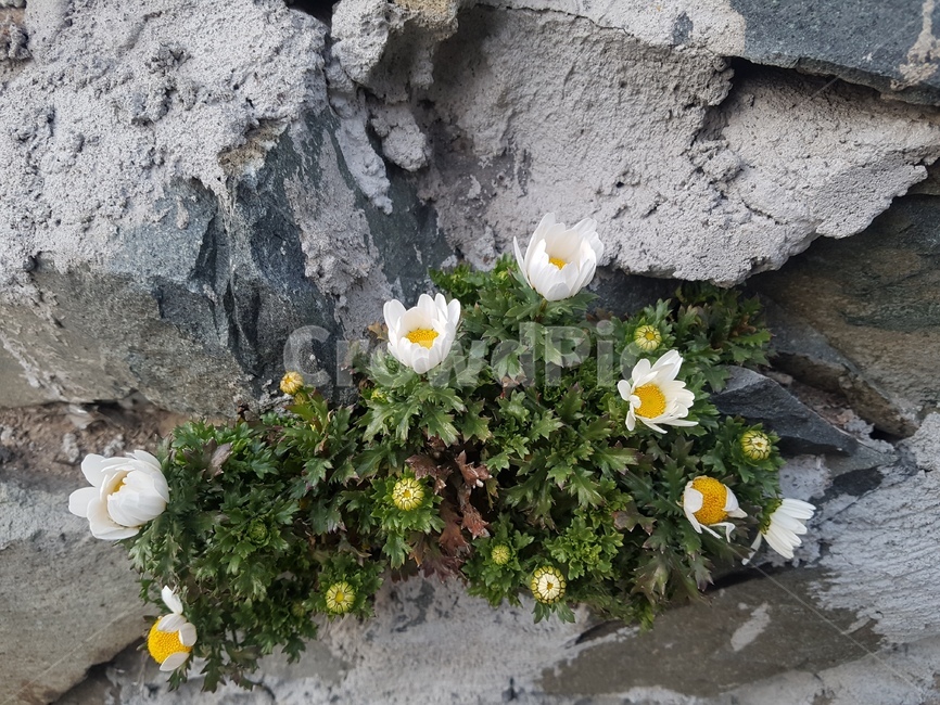 바위,꽃,노란,흰,자연,식물,자연,plants,nature,꽃,flower