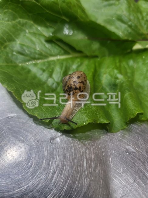 달팽이,상추,로메인,느린,느림보달팽이,느림보