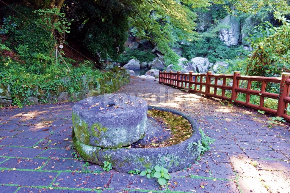 제주도,안덕계곡,상록수림,산책로,돌,나무,내리막길,내리막,안덕,계곡,상록수,숲,녹색,절벽,풀,잎,풀잎,물,제주,제주도여행,제주여행,여행,자연,풍경,경치,아름다운,전망,그림,같은,뷰,피톤치드,상쾌,상큼,공기,아침,햇살,자연,풍경,nature,landscape,한국자연풍경,한국자연경관,korea nature landscape,제주도,jeju,jeju island,flagstone,판석
