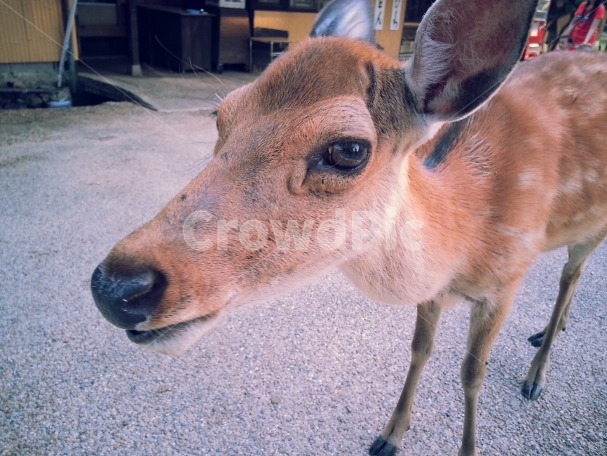 사슴,접사,동물사진,동물,눈망울,동물,animal,포유류,mammal