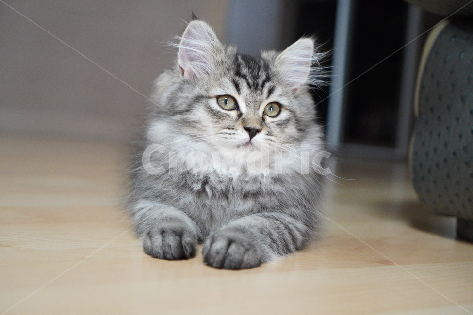 고양이,아기고양이,어린고양이,페르시안,페르시안고양이,반려묘,냥이