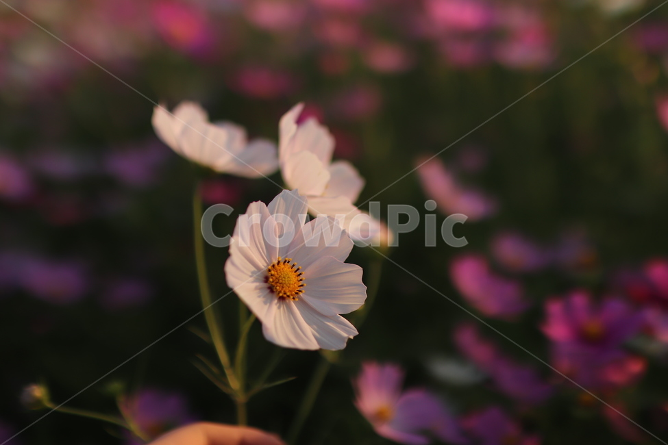 꽃,코스모스,가을,감성,대저,flower,cosmos,가을,계절,fall,autumn,season,식물,자연,plants,nature,꽃,flower,plant