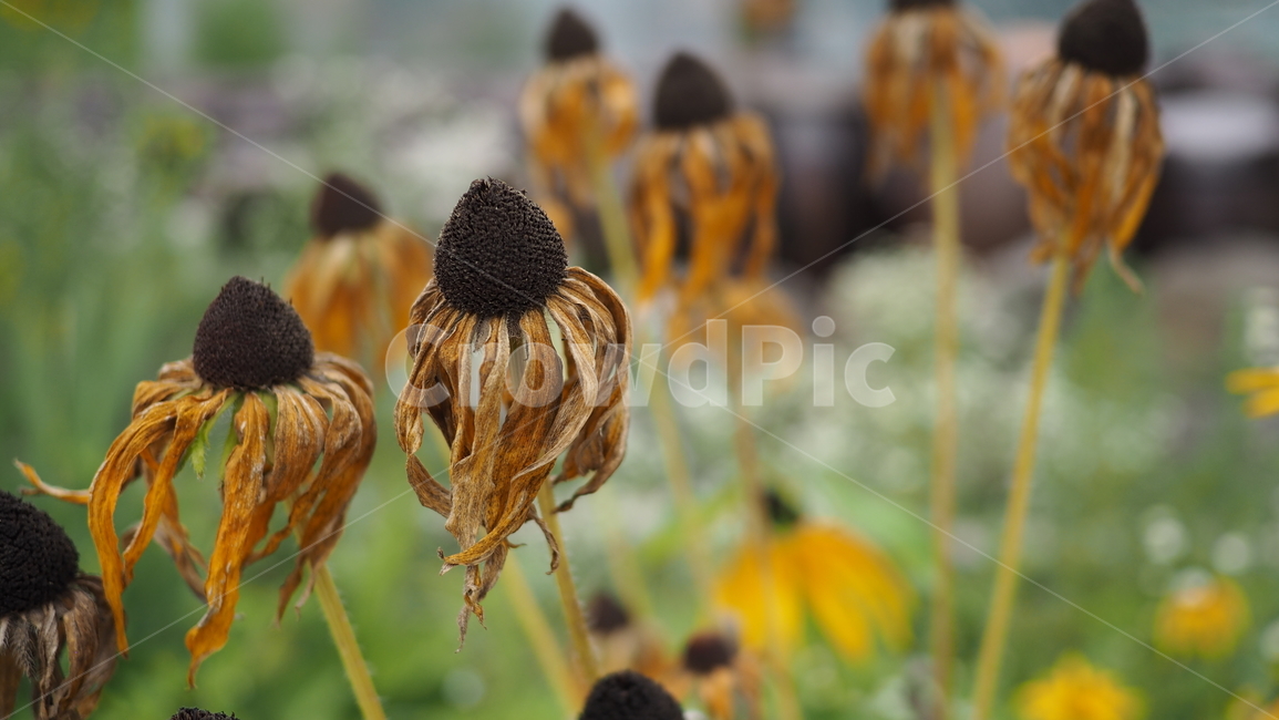 야생화,꽃,그린,wildflower,flower