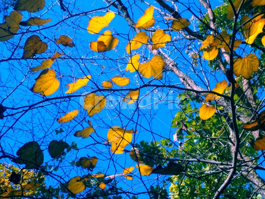 가을,낙엽,단풍,바위,쓸쓸한,정감,계절,가을,계절,fall,autumn,season,plant,식물,leaf,잎