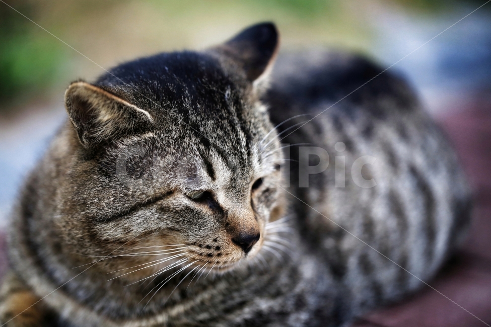 동물,고양이,냥이,길냥이,귀여움,사랑스러운,동물,animal,포유류,mammal,고양이,cat,kitten,kitty