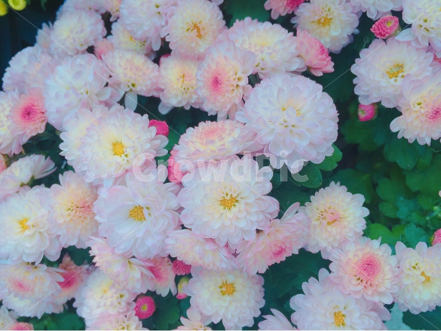 꽃,자연,식물,봄,flower,nature,식물,자연,plants,nature,꽃,flower