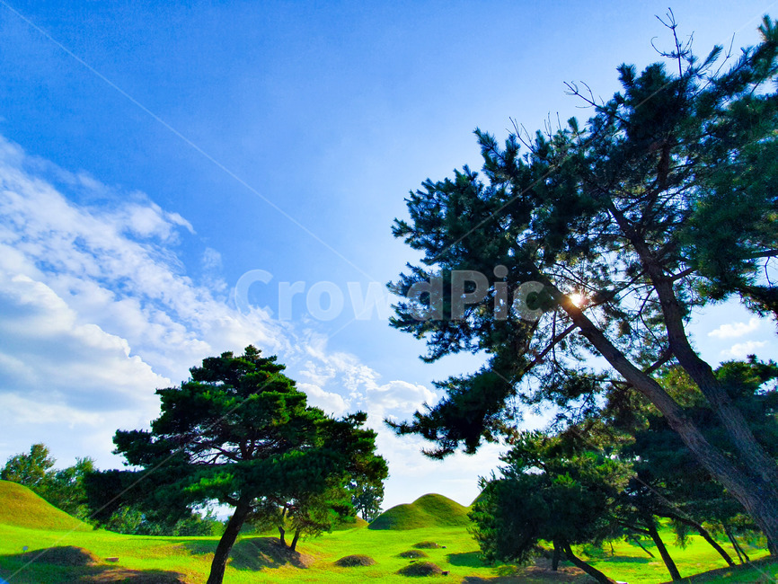 field,들,outdoors,옥외,plant,식물,tree,나무,풍경,하늘