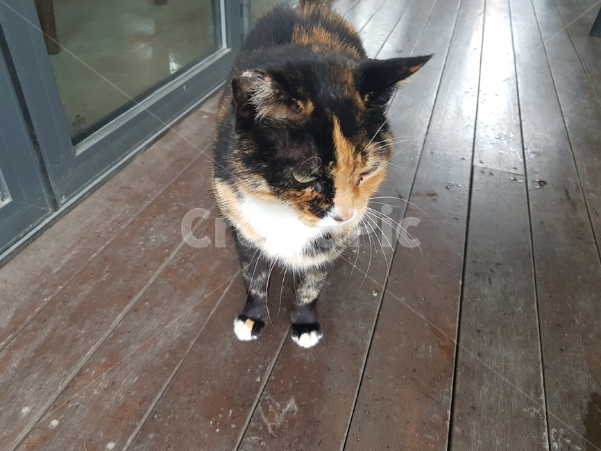 고양이,호랑이털고양이,고양이사진,귀여운고양이,고양이얼굴,앙증맞은고양이,동물,animal,포유류,mammal,고양이,cat,kitten,kitty