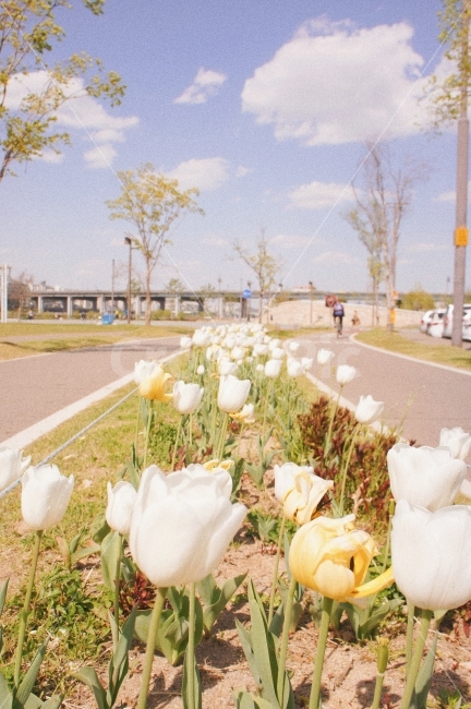 한상,하늘,튤립,꽃밭,풍경,자연,다리,landscape,식물,자연,plants,nature,꽃,flower,감성,sensible,feeling