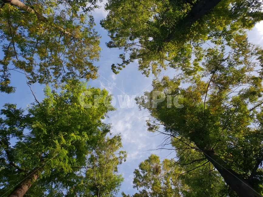 하늘,나무,숲,힐링,초록,자연,식물,자연,plants,nature,나무,trees,wood