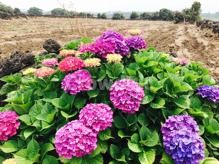 수국,여름꽃,여름제주,제주도,꽃,식물,자연,plants,nature,꽃,flower