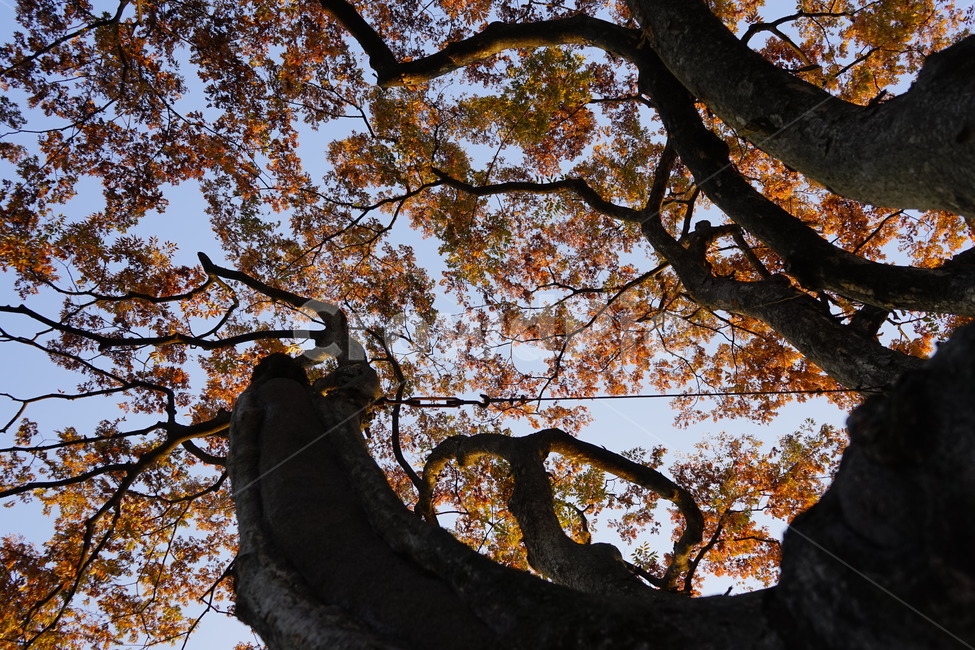 고목,느티나무,가을,하늘,가지,나무,plant,식물,나무줄기,treetrunk,가을감성,가을느낌,가을풍경,가을배경,풍경,가을,계절,fall,autumn,season,tree,tree trunk,나무 줄기