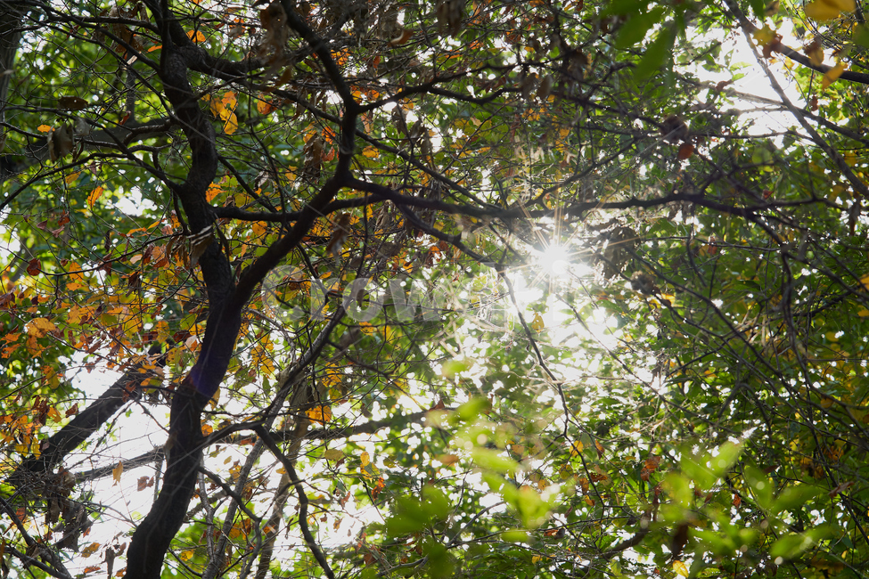 하늘,나무,자연,flare,plant,식물,tree,플레어,light,빛,나무줄기,sunlight,식물,자연,plants,nature,나무,trees,wood