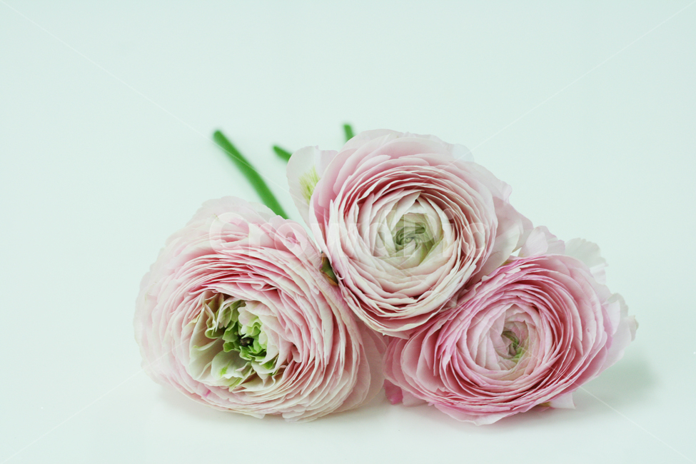 라넌큘러스,꽃,분홍색,식물,매력,flower