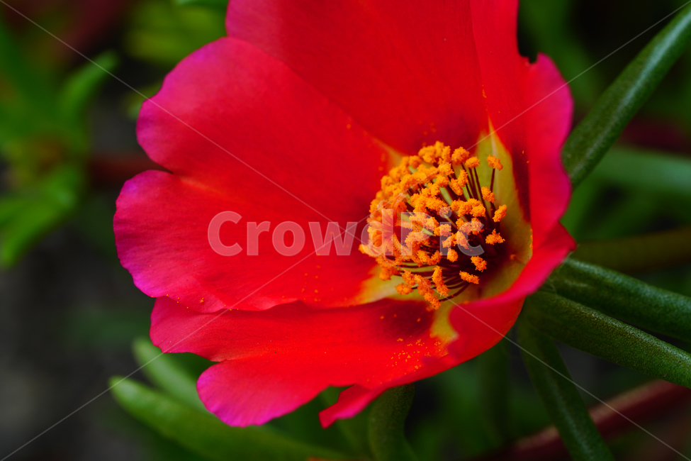 채송화,꽃,플라워,자연,여름꽃,flower,nature,여름,summr,6월,june,접사,macro,rosemoss,portulacagrandiflora,식물,plants,식물,자연,plants,nature,꽃,flower