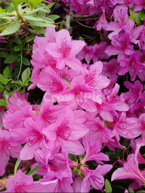 철쭉,smilerosebay,진달래과,식물,봄꽃,개꽃나무,springseasonflower,척촉화,낙엽관목,관상용