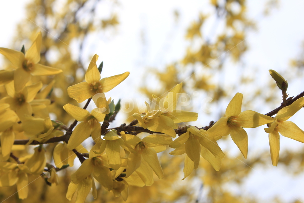 봄,개나리,노랑,꽃,따뜻,봄,계절,spring,season,식물,자연,plants,nature,꽃,flower,plant,blossom,petal,꽃잎