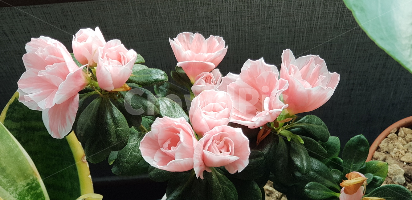 서양철쭉,봄꽃,봄,꽃,철쭉,꽃,flower