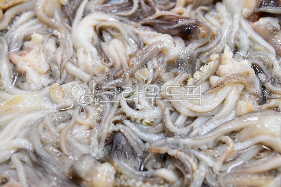 alive,processing plant,Seafood,cold,industry,enlargement,hygiene,cold storage,manufacturing,ingredients,Export,Ocean,Almost,seafood,factory,process,raw,frozen,food,hygienic,ocean,management,calamari,fresh