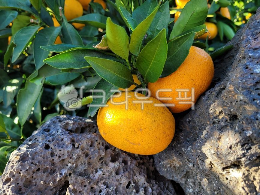 귤, 노지귤, 감귤류과일, 과일, fruit, 사진,이미지,일러스트,캘리그라피 - phototo73작가