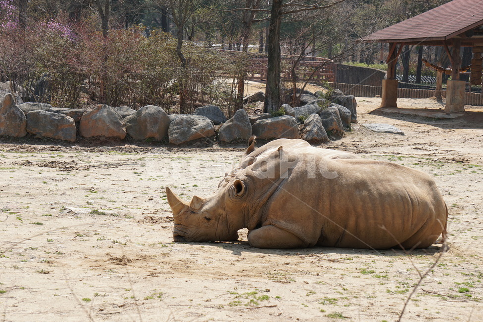 동물,동물원,코뿔소,공원,초식동물,동물,animal,포유류,mammal