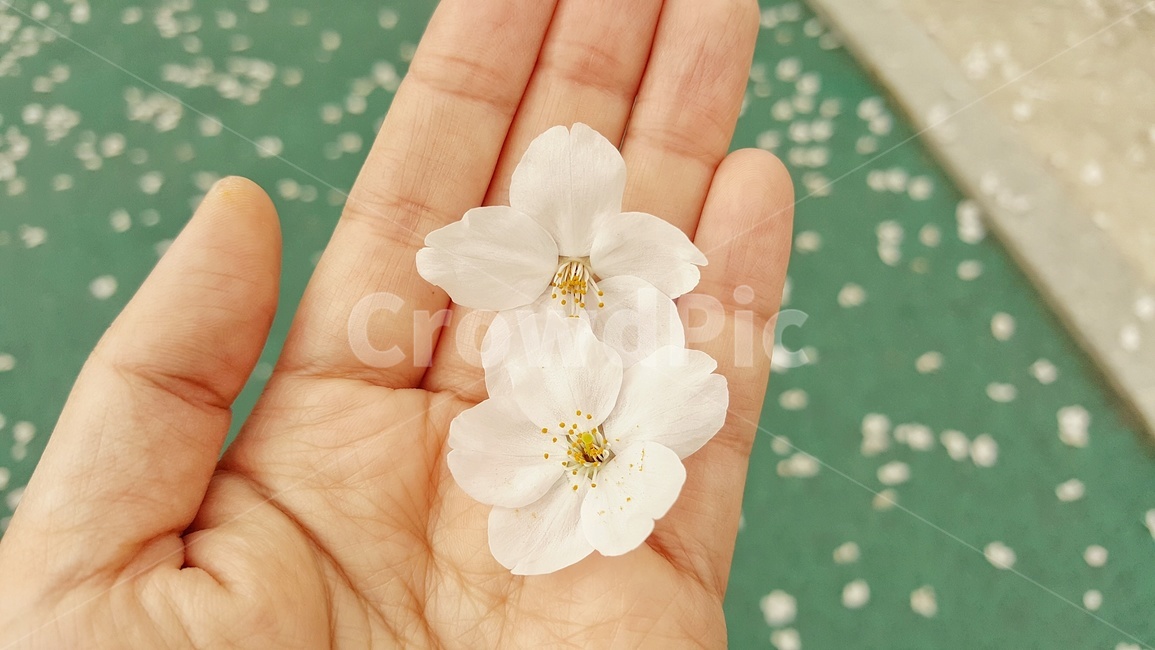 식물,벚꽃,봄,꽃잎,자연,cherryblossom,flower
