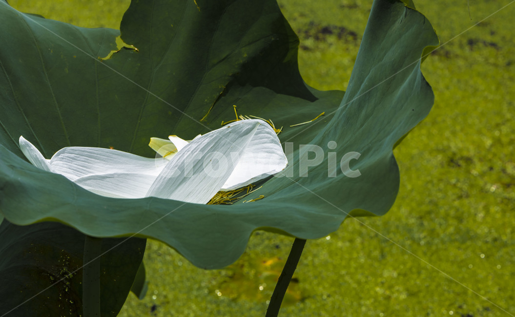 연잎,연,낙화,식물,감성,자연,관곡지,습지,식물,자연,plants,nature