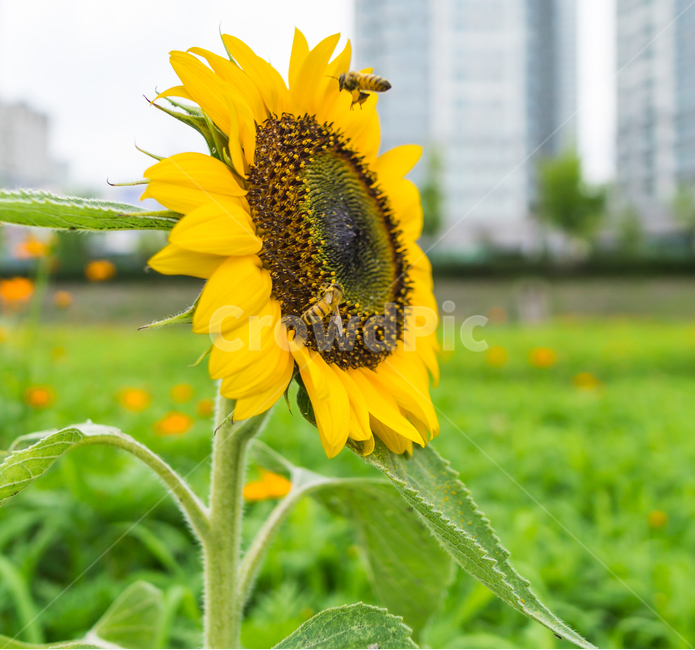 해바라기,꿀뻘,벌,꽃,접사,곤충,여름꽃,bee