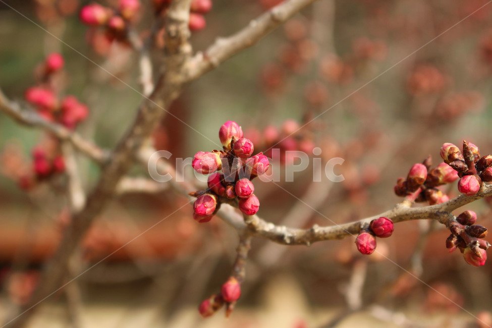 홍매화,창덕궁,봄꽃,꽃봉오리,꽃,식물,자연,plants,nature,꽃,flower