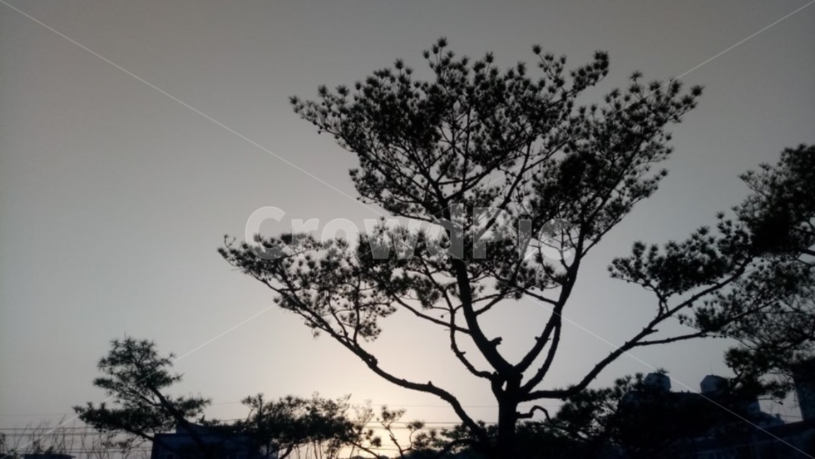 하늘,나무,그림자,흑백,노을,풍경,자연