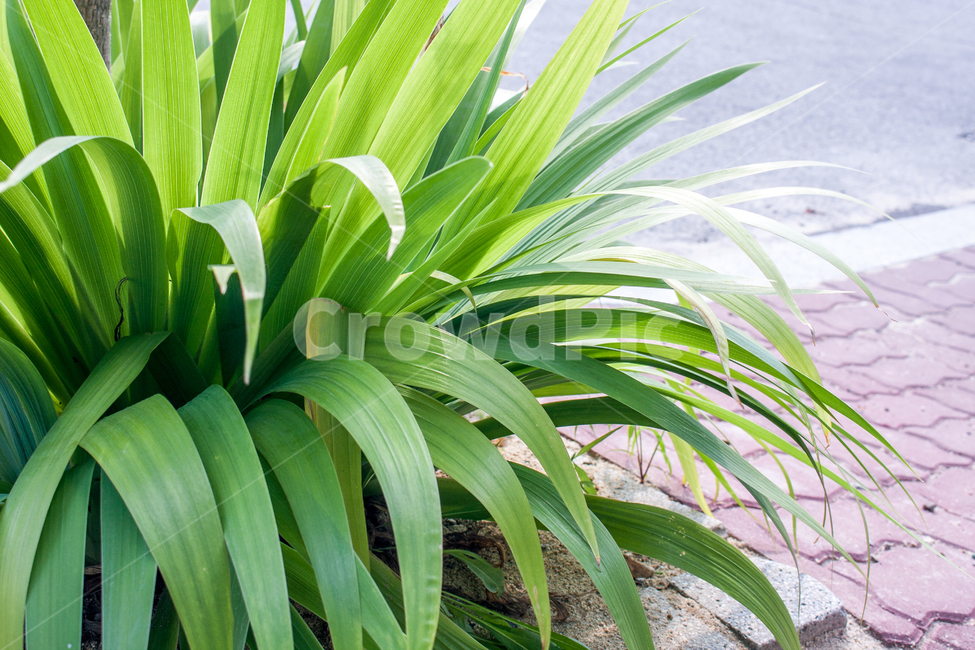 화초,녹색,여름풀,보드,도로,식물,자연,plants,nature