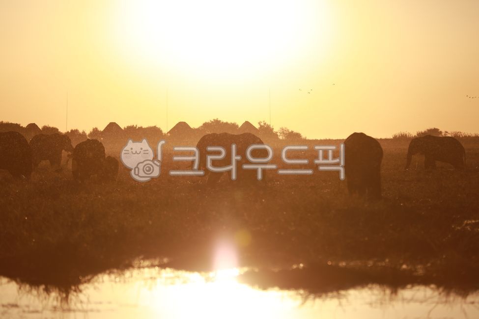 African elephant,animal,herbivore,elephant