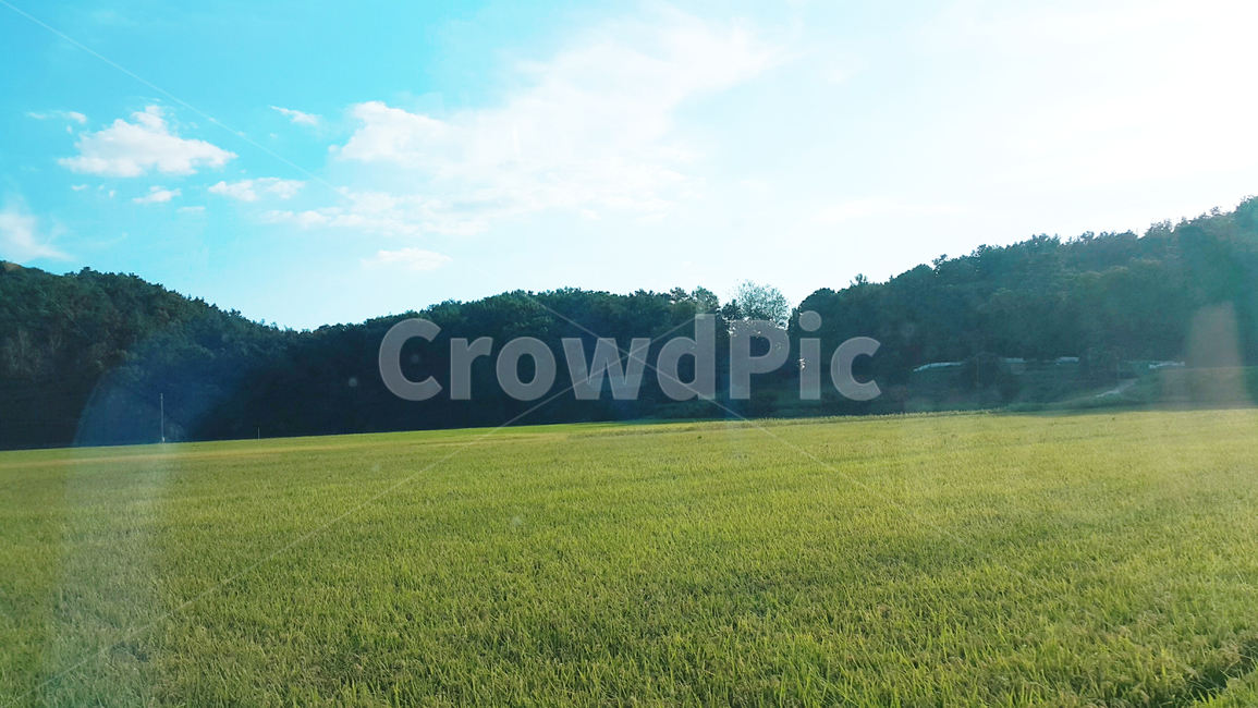 논,시골,산,해,맑은날,자연,풍경,nature,landscape,field,들,grassland,목초지,outdoors,옥외,plant,식물,grass,잔디