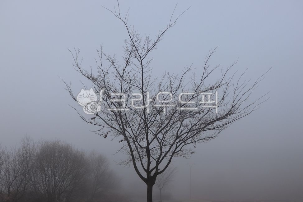 아침, 안개, 겨울, 서리, 나무, 사진,이미지,일러스트,캘리그라피 - parkeq777작가