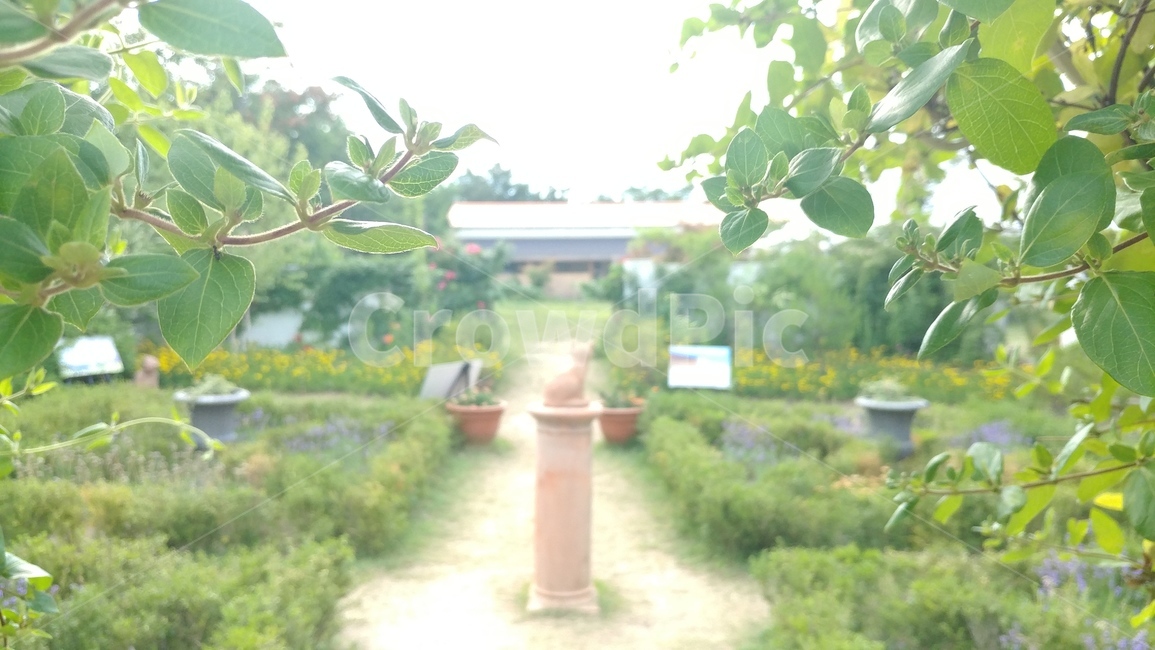강원도,나무,녹색,축제,잎,자연,풍경,nature,landscape,plant,식물,potted plant,화분,pottery,도기류,jar,항아리,planter,파종기