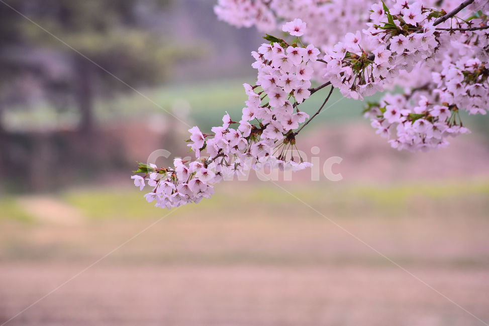벚꽃,봄꽃,봄배경,분홍색꽃,핑크색,나무꽃,springflowers,시즌,계절,배경,cherryblossom,체리블러썸,바탕,season,백그라운드,야외,옥외,아웃도어,blossom,꽃,flower,식물,plant,한국자연경관