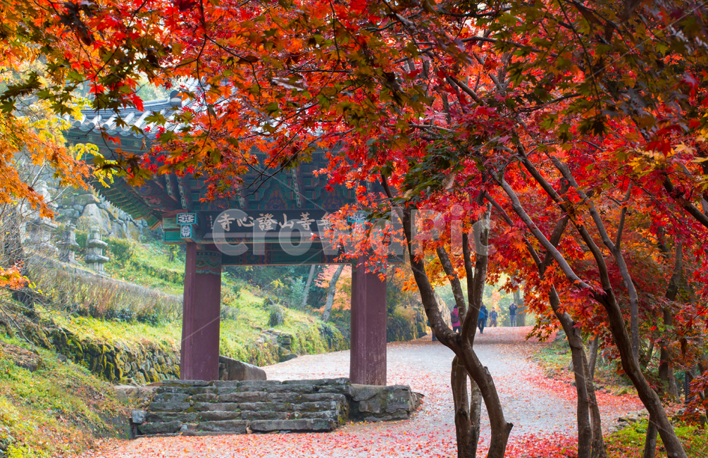 자연,풍경,가을,만추,계절,길,오솔길,탐방로,등산로,자동차길,차로,단풍길,낙엽,산책,산책길,가을길,나무,단풍나무,공원,정원,무등산,광주광역시