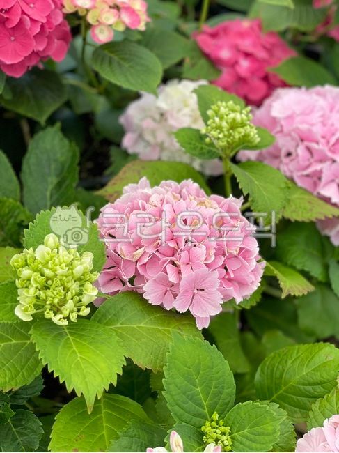 수국,수국화국화,여름꽃,한아름,풍성한꽃,plant,식물,flower,꽃,blossom