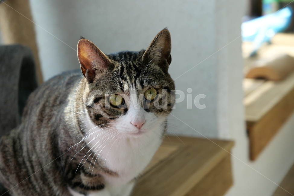 고양이,코숏,길고양이,동물,반려묘,반려동물,cat,kitten,animal,동물,animal,포유류,mammal,고양이,cat,kitten,kitty