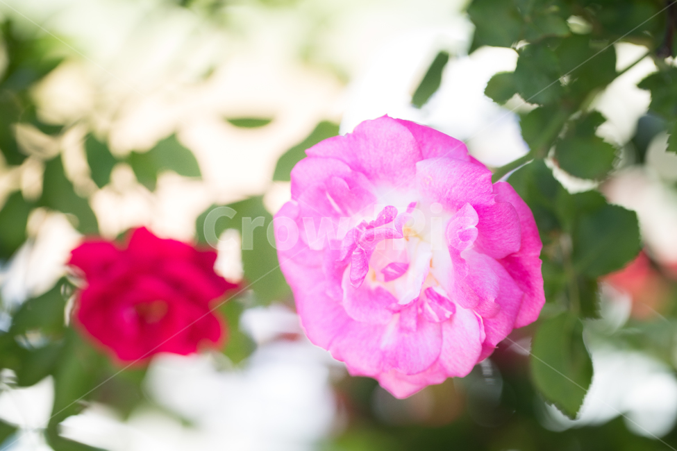 꽃,장미,분홍,식물,축제,color,flower,bloom,rose,plant,red,빨강,감성,스냅,식물,자연,plants,nature,꽃,flower