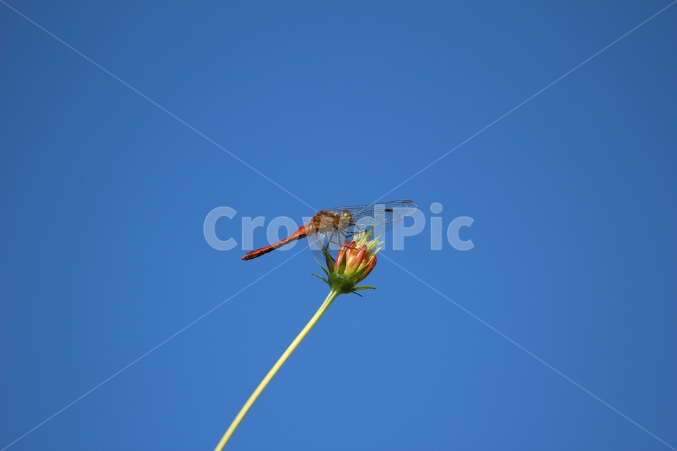 잠자리,가을,곤충,벌레,동물,하늘,꽃,배경,꽃몽우리,dragonflies,fall,insects,bugs,animals,thesky,flowers,background,emotional,계절,season,감성,sensibility,곤충,벌레,insect,bug