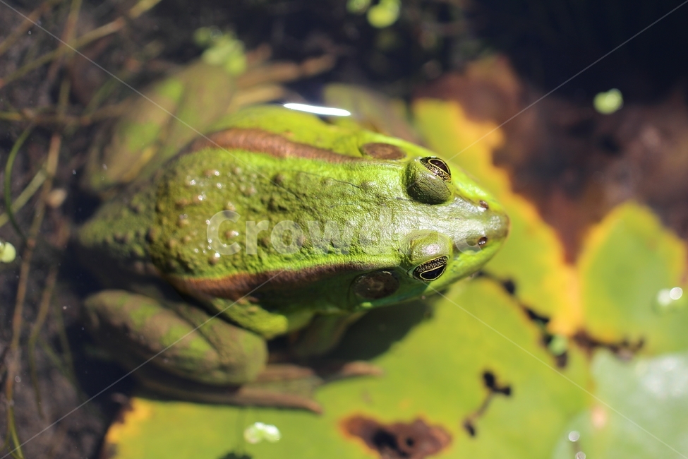 개구리,동물,야생동물,파충류,양서류,연못,frog,goldenfrog,animal,amphibians,reptiles,seoulpondfrog,동물,animal,파충류,양서류,reptile,amphibian