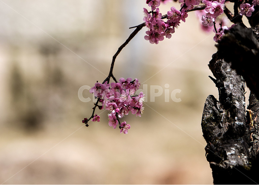 매화,홍매화,봄,꽃,나들이,3월,봄,계절,spring,season,식물,자연,plants,nature,꽃,flower,plant,blossom
