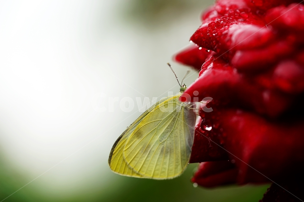 비,빗방울,장미,장미꽃,나비,식물,자연,plants,nature,꽃,flower,동물,animal,곤충,벌레,insect,bug,감성,sensible,feeling