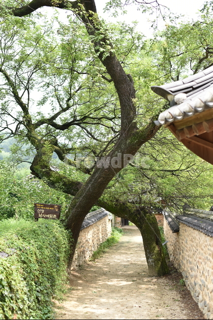 남사예담촌,마을길,나무,아름다운길,정원,tree,traditional,전통적인,아늑한,아름다운,독특한나무,독특한,경상남도,산청,산청군,골목길,alley,한국전통,한국문화,korean traditional,korean culture,나무,trees,wood