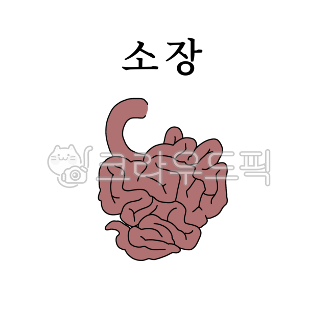 소장,내장,내장기관,인체,그림파일,그림,일러스트,의료,의학,병원,medical,hospital,clinic,누끼,remove background